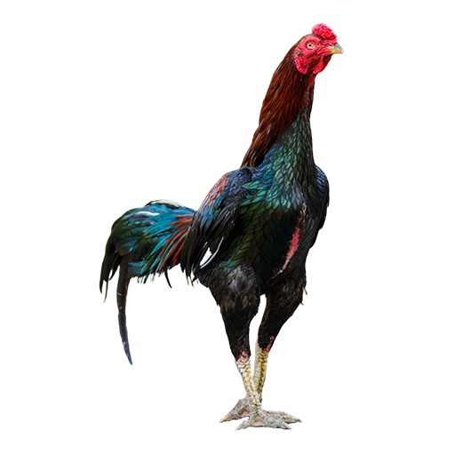 Hens