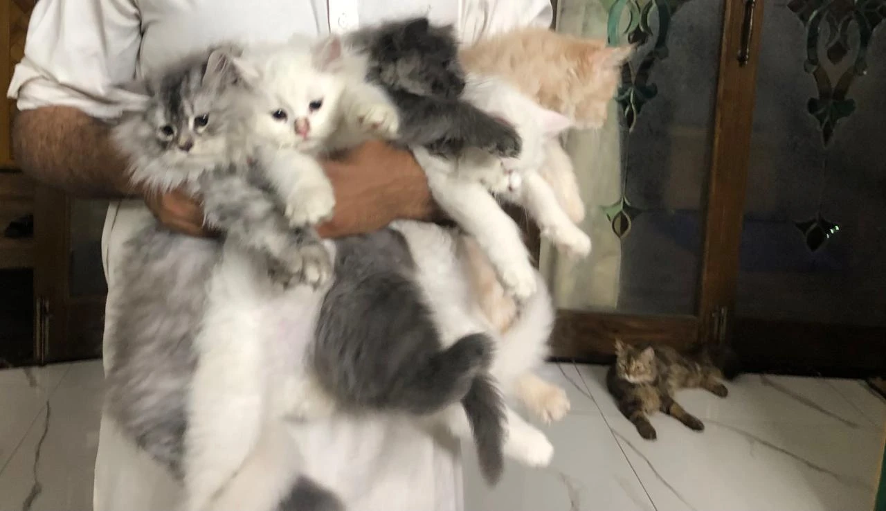Child of Persian Cat for Sale-Image 1