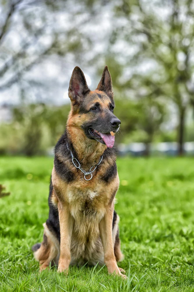 German Shepherd-Image 1