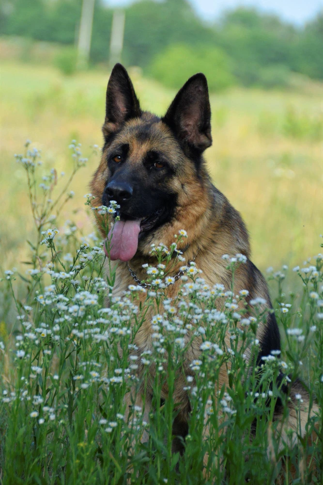 Wanted German Shepherd-Image 1