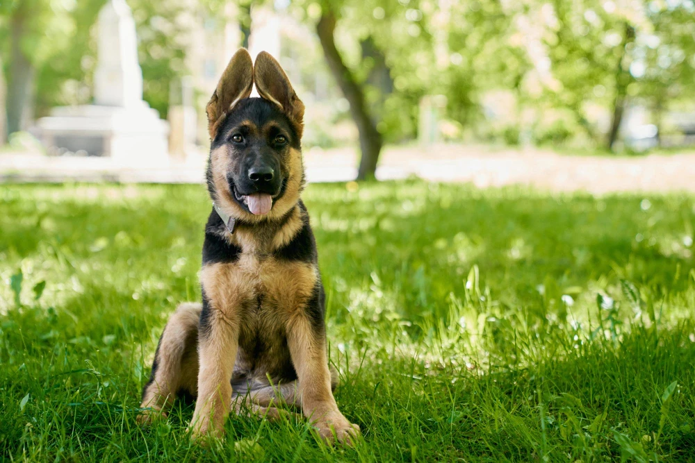 Want a German Shepherd-Image 1