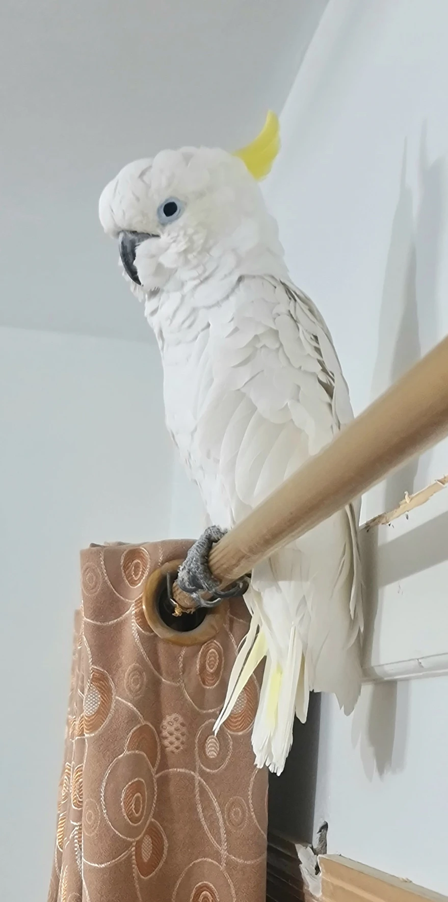 Cockatoo