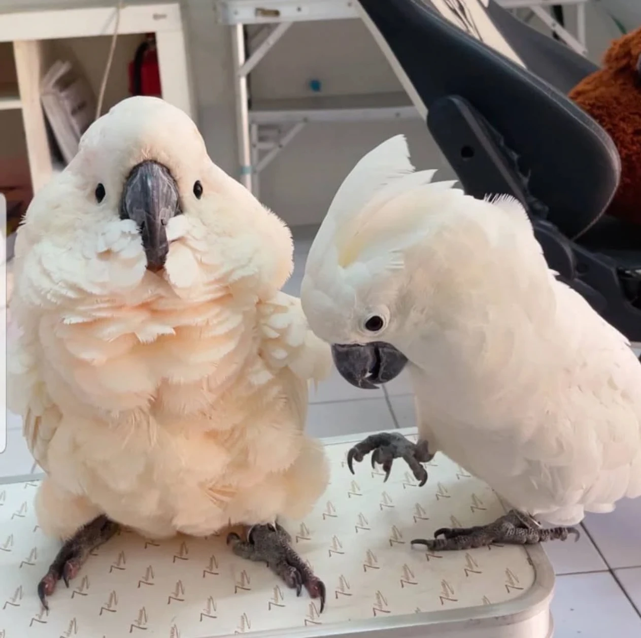 Cockatoo Pair Chicks