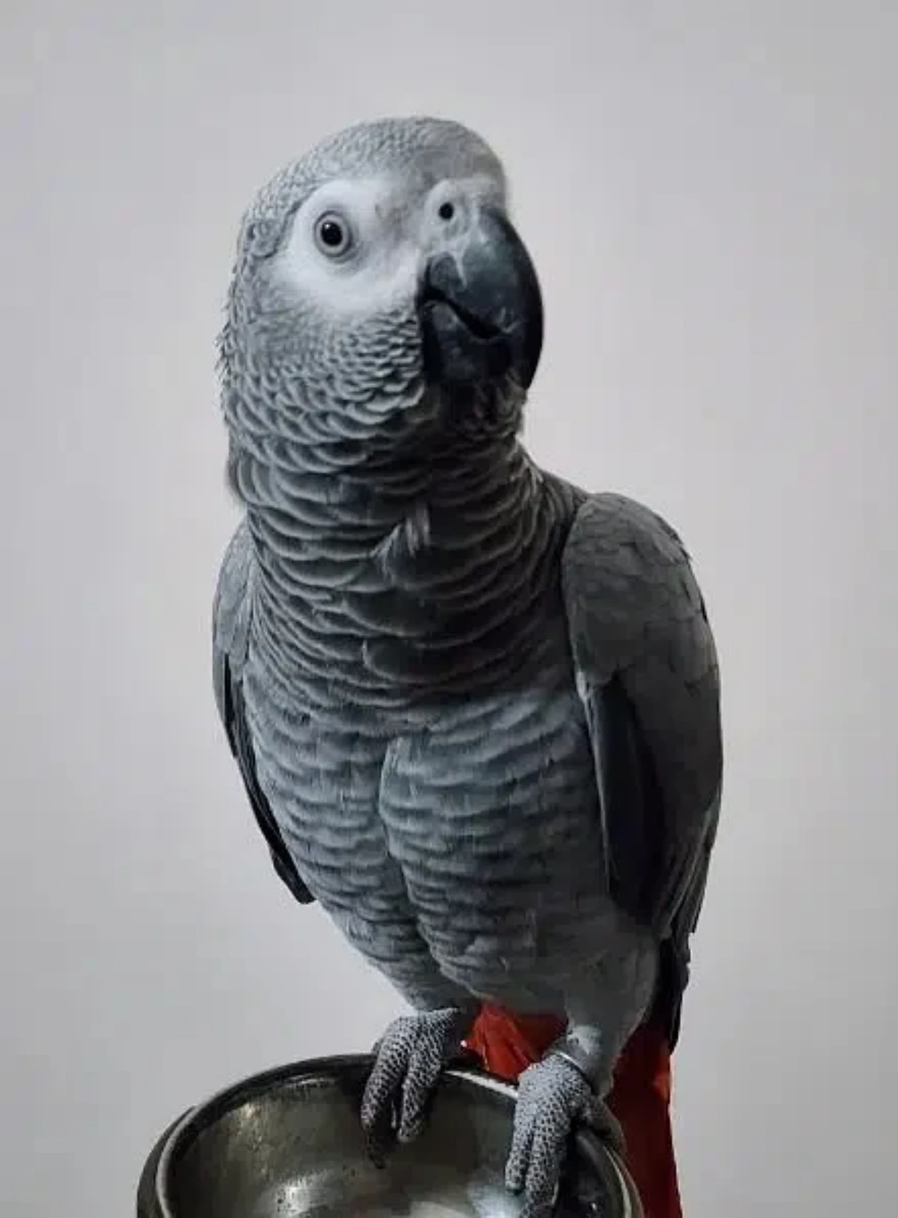 African Grey Parrot