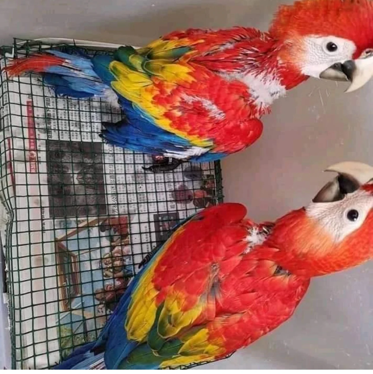 Red and Blue Macaws-Image 1