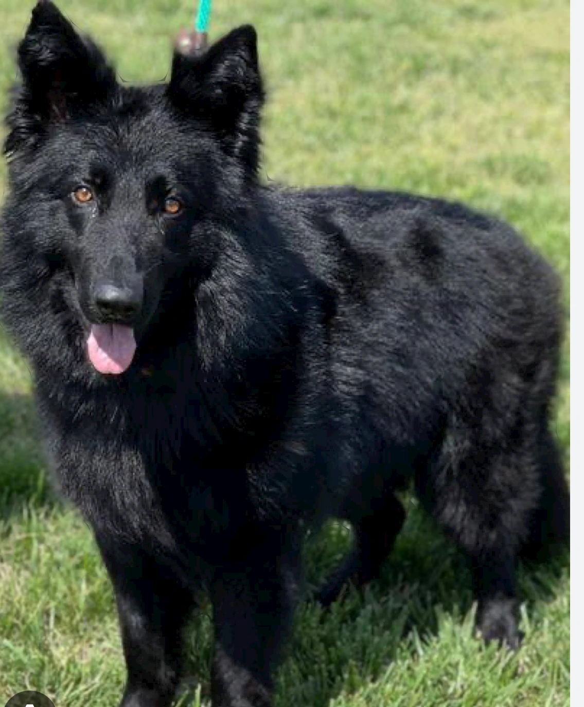 Need black germen shepherd