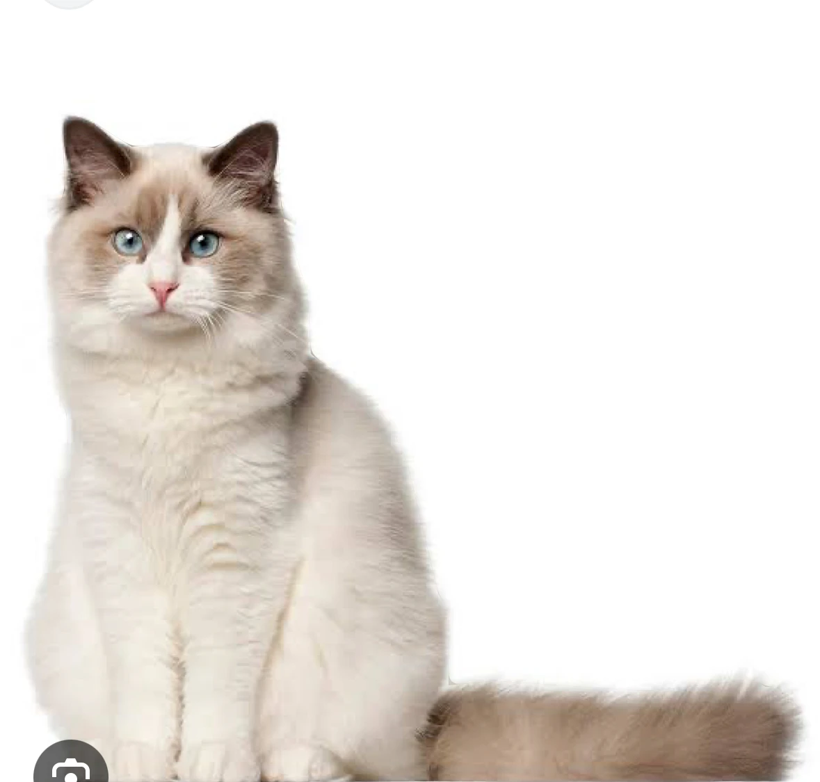 Need white ragdoll cat-Image 1