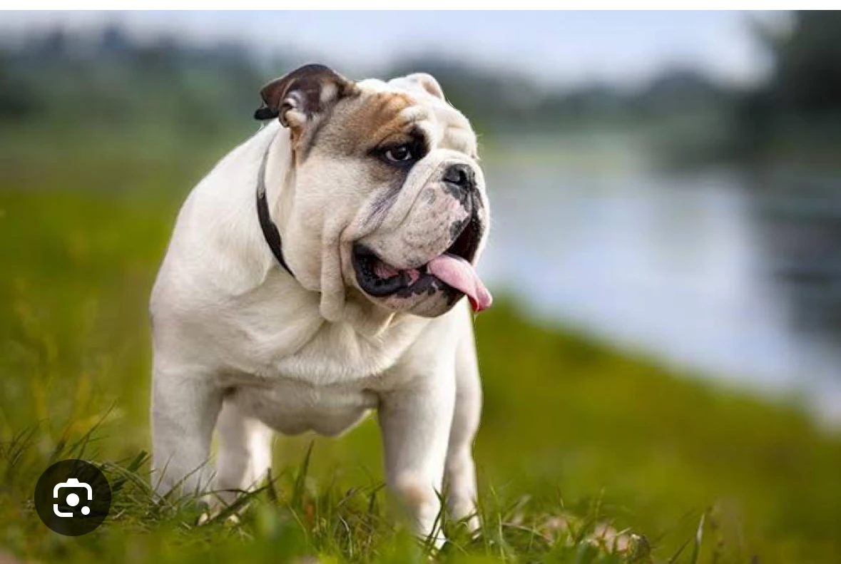 White bulldog