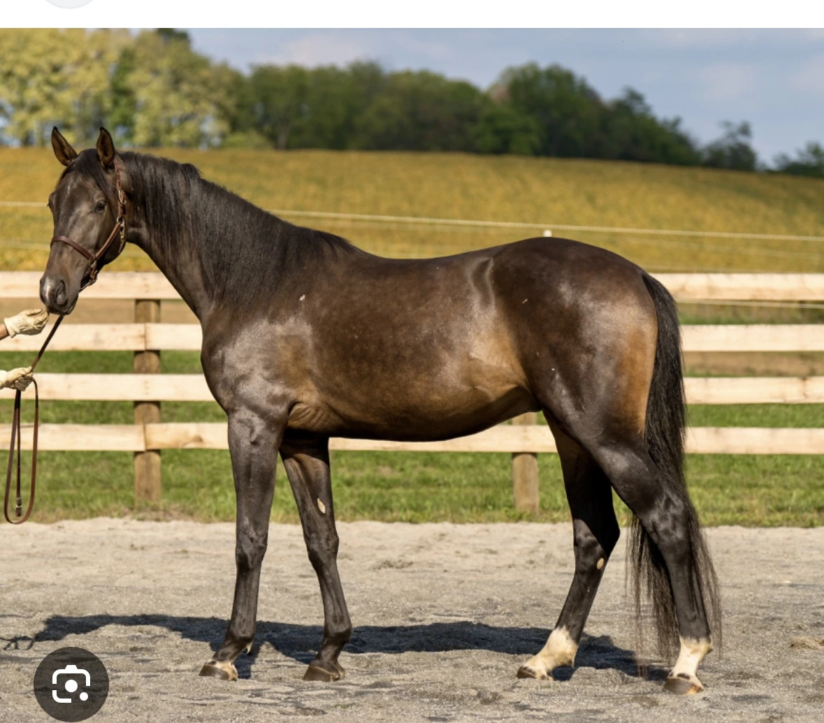 Need german warmblood