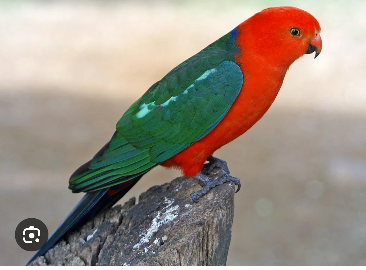 Need king parrot