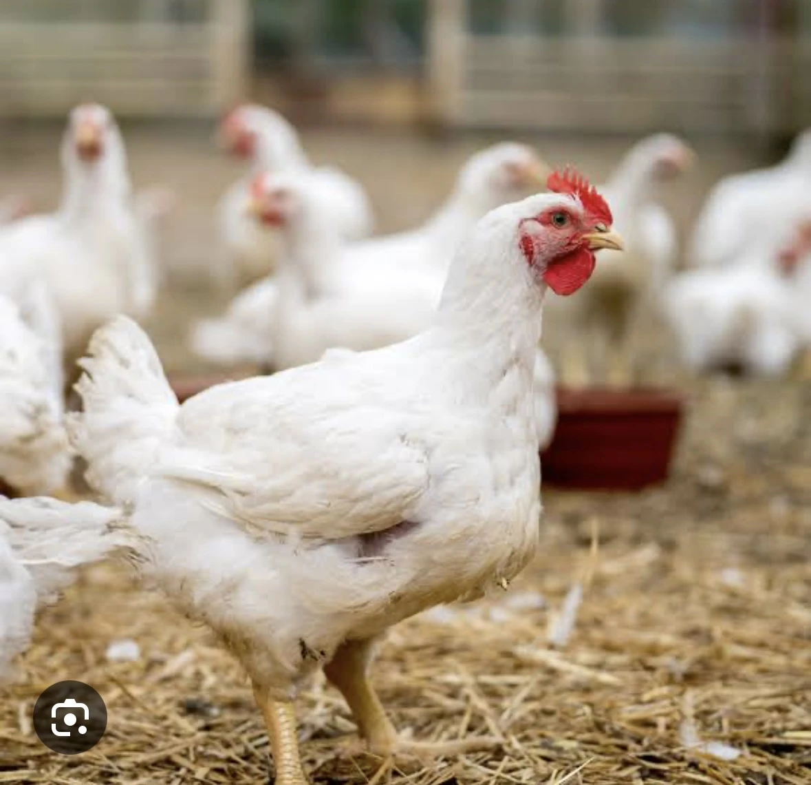 Need white chickens
