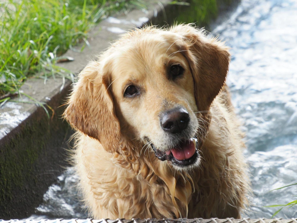 Wanted Golden retriever Dog