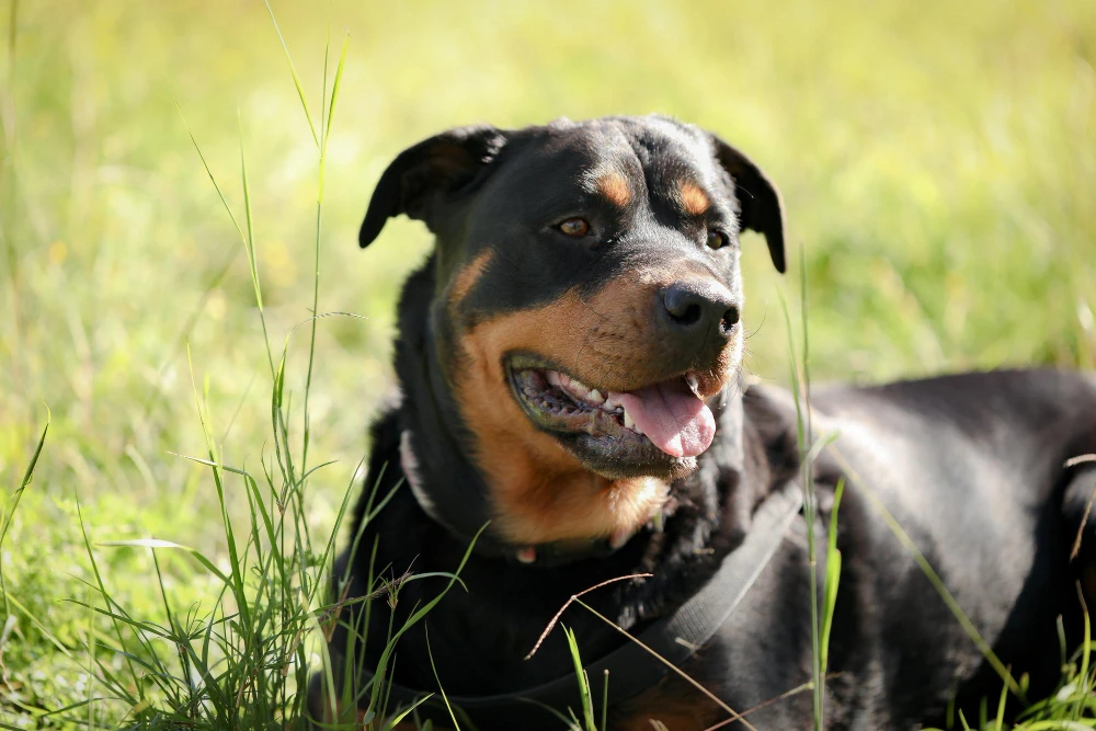Need Female Rottweiler