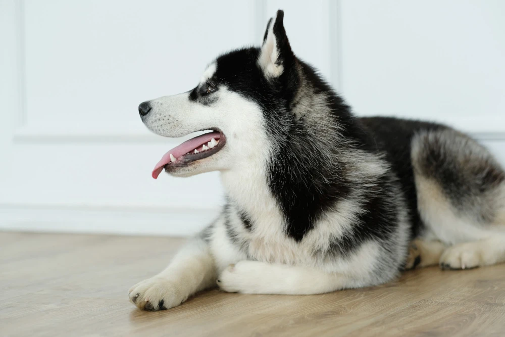 Wanted Husky Dog