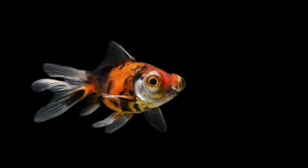 Wanted Goldfish