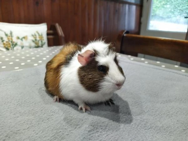 Wanted Guinea pig-Image 1