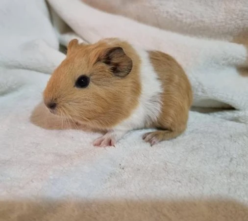 Guinea Pig for sale-Image 1