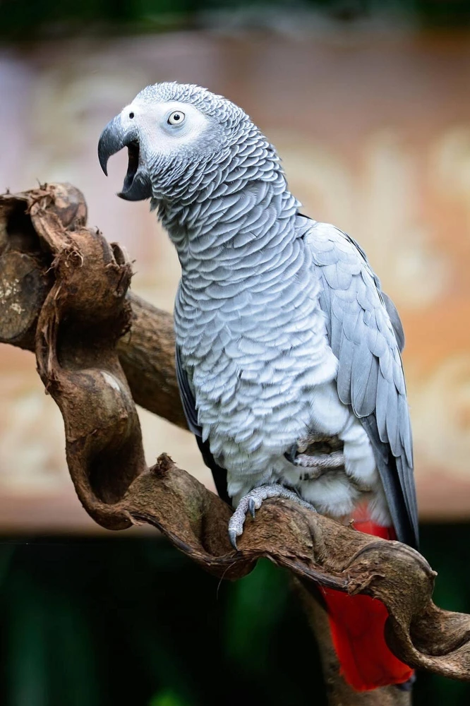 Need African Grey Parrot-Image 1