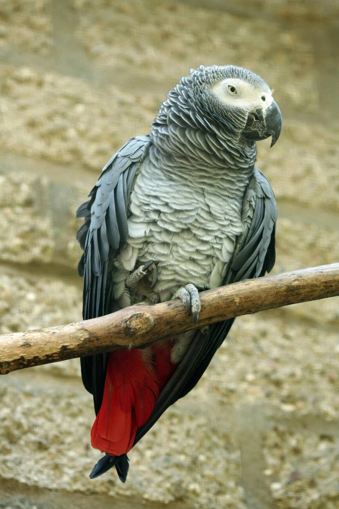African grey parrot For Sale