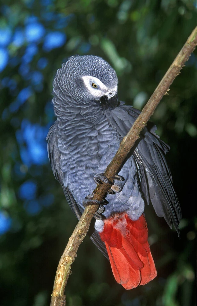Cuddly Super Tame African Grey Parrot-Image 1