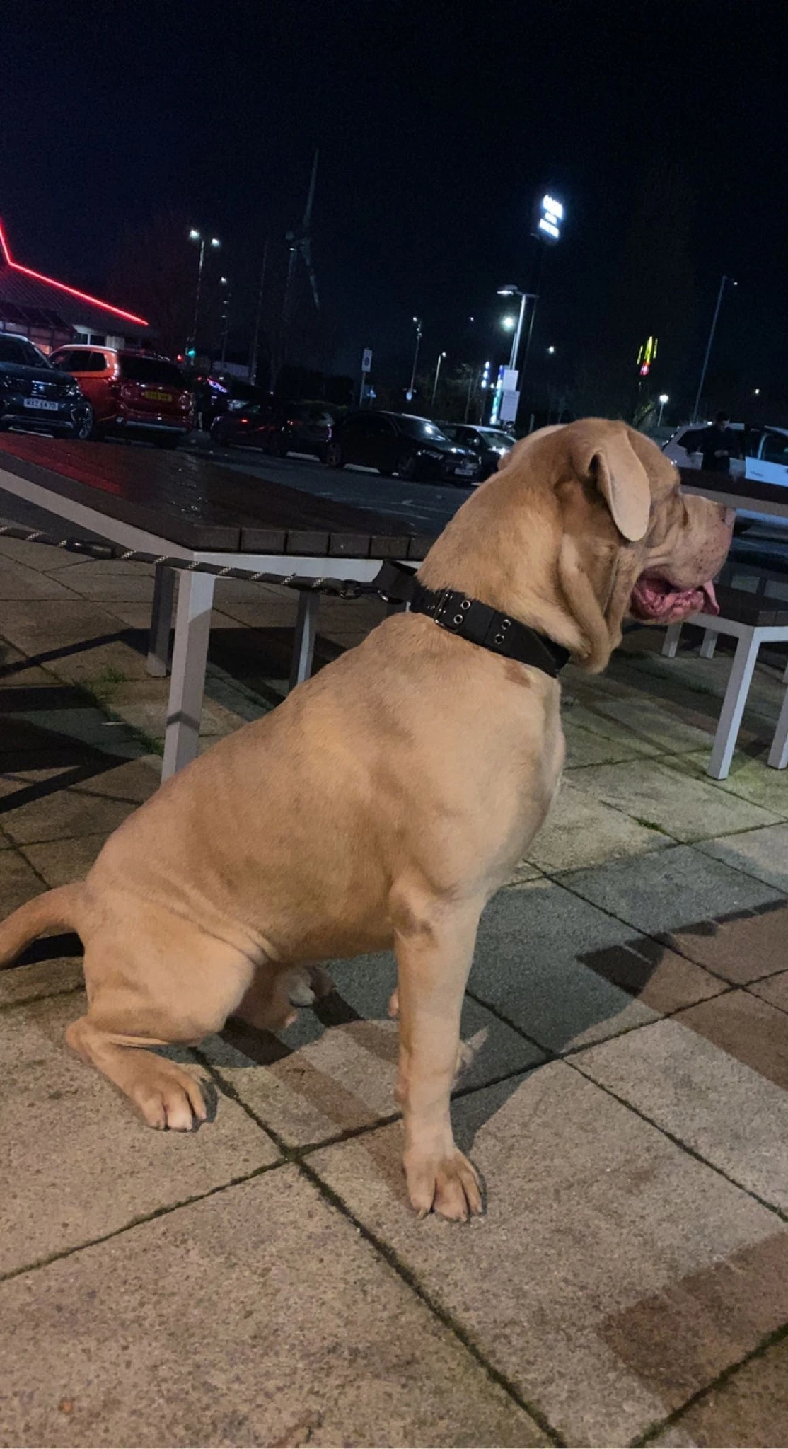 American Mastiff