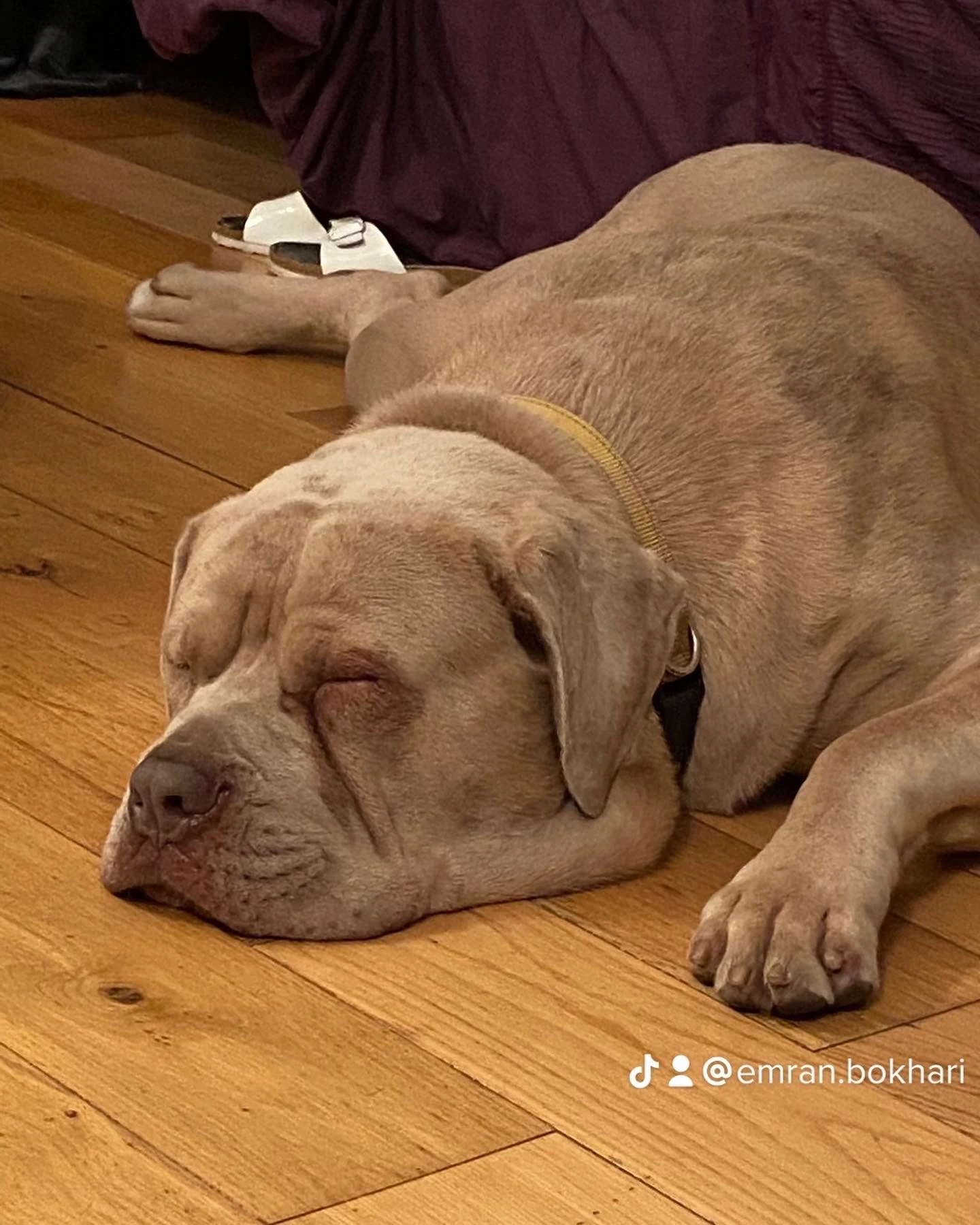 American Mastiff