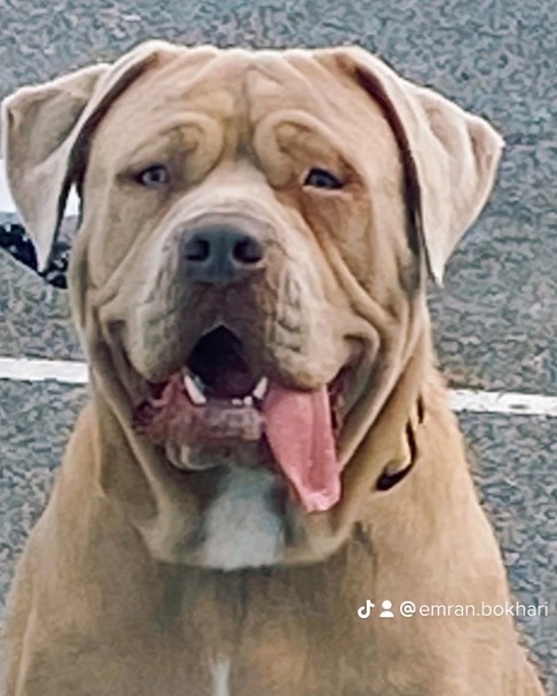 American Mastiff