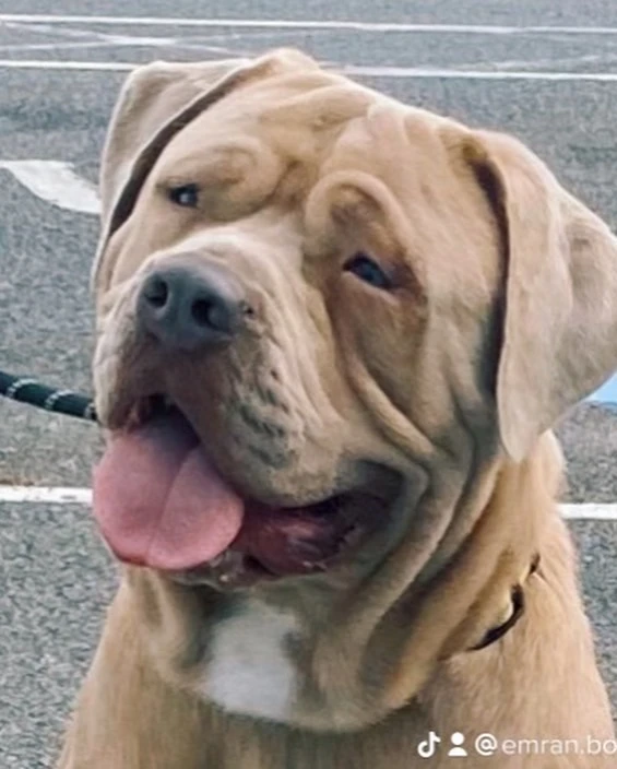 American Mastiff