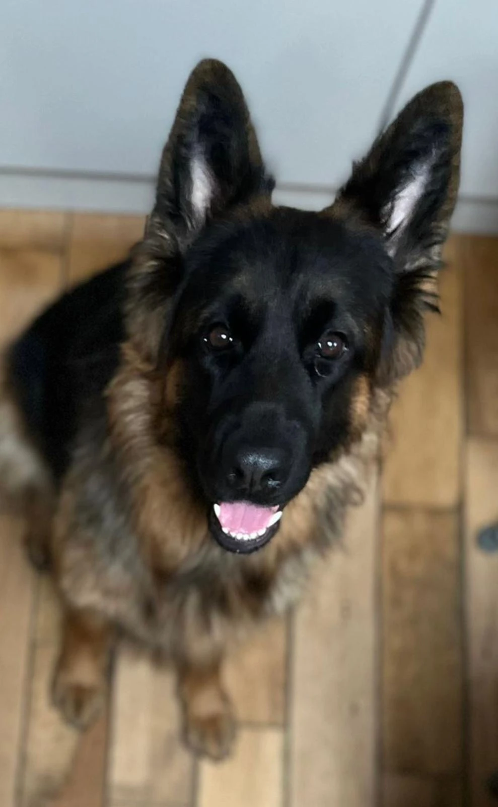 Pedigree (Female) German Shepard-Image 1