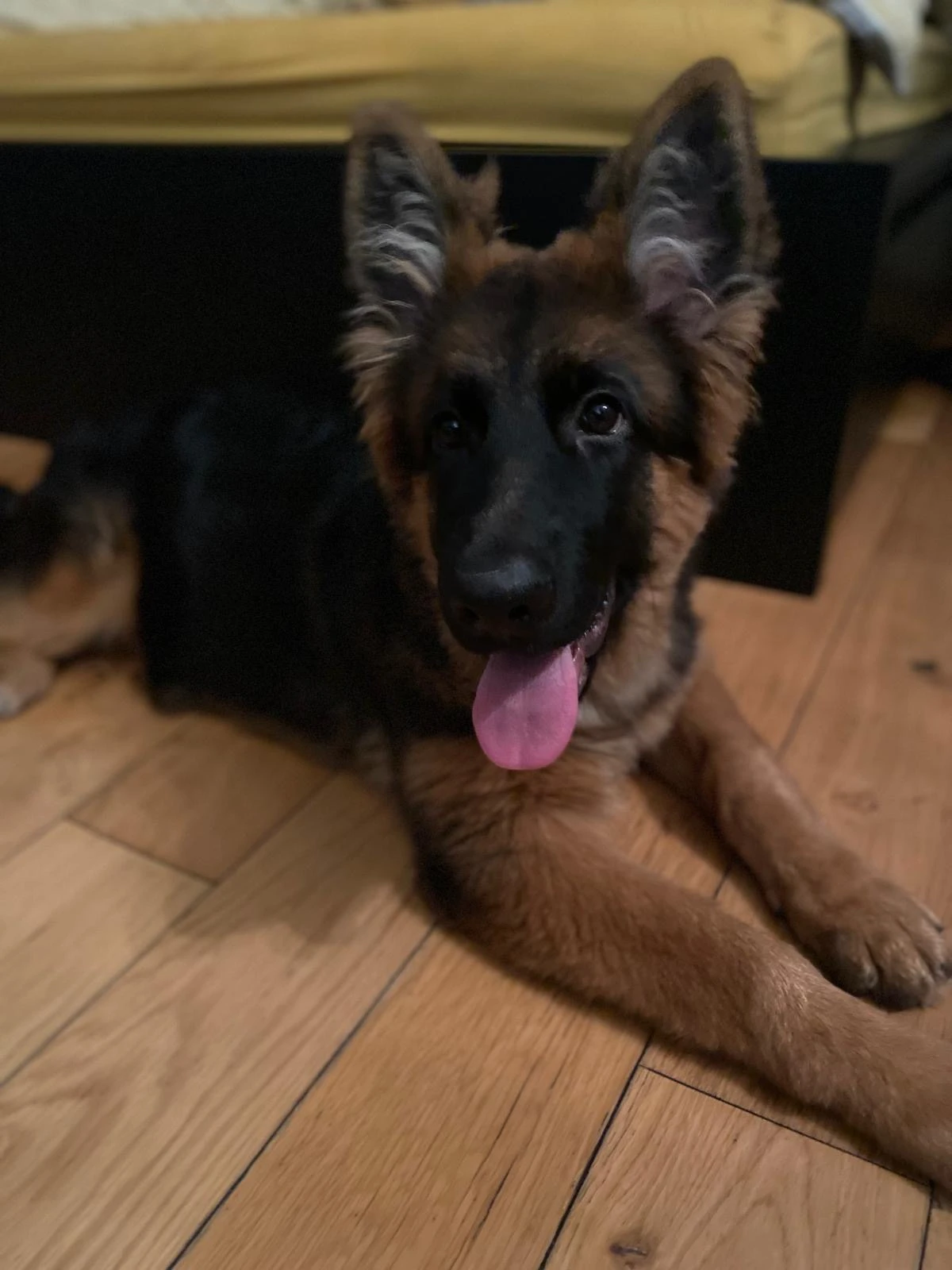 Pedigree (Female) German Shepard-Image 2