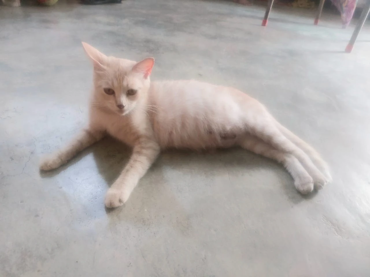 Mixed Breed-Image 1