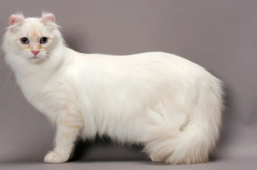 American curl-Image 1