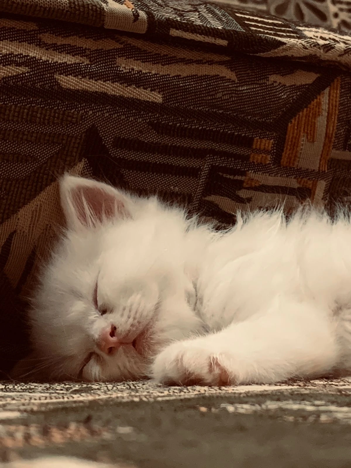 Persian kitten-Image 1