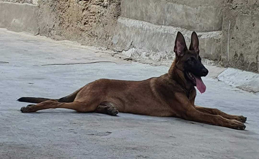 Belgian Malinois-Image 1