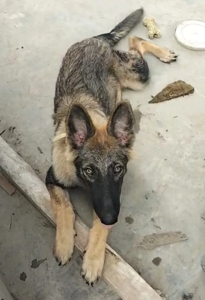 Alsatian-Image 1