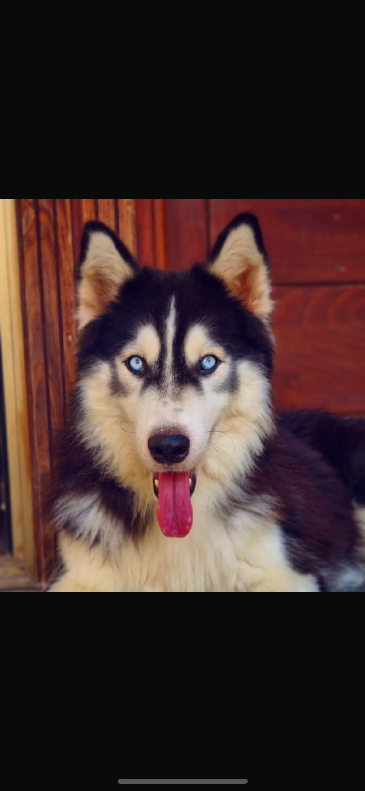 Husky black and white-Image 1