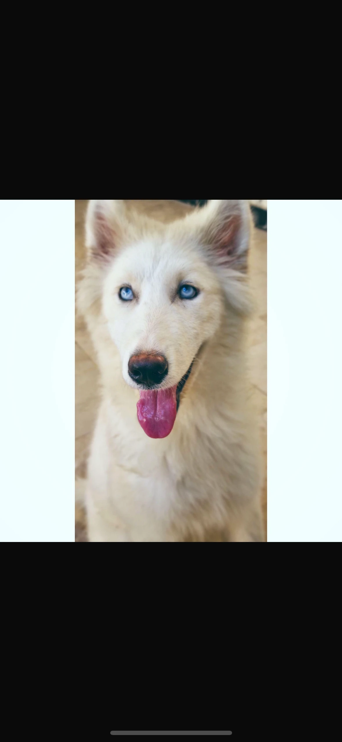 White husky
