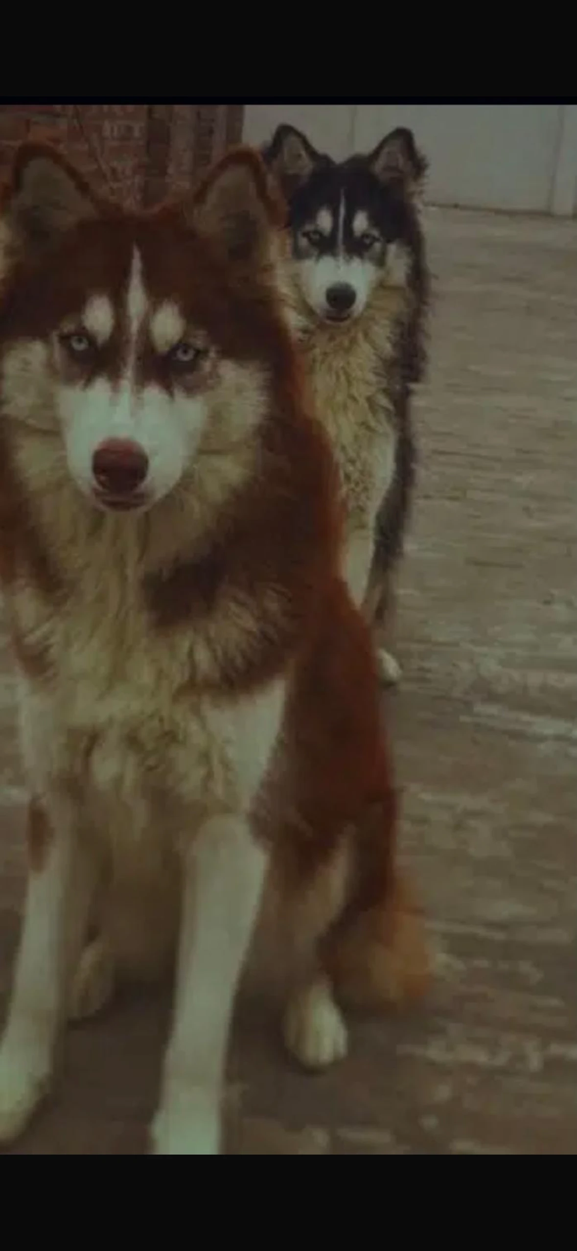 Husky pair-Image 1