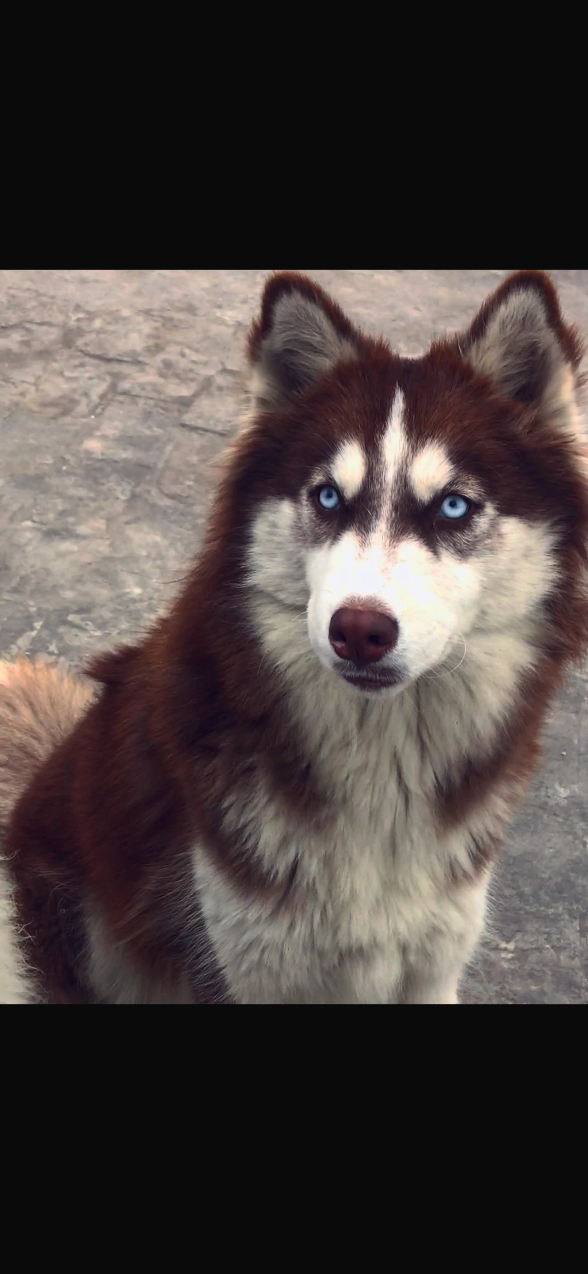Husky pair-Image 2