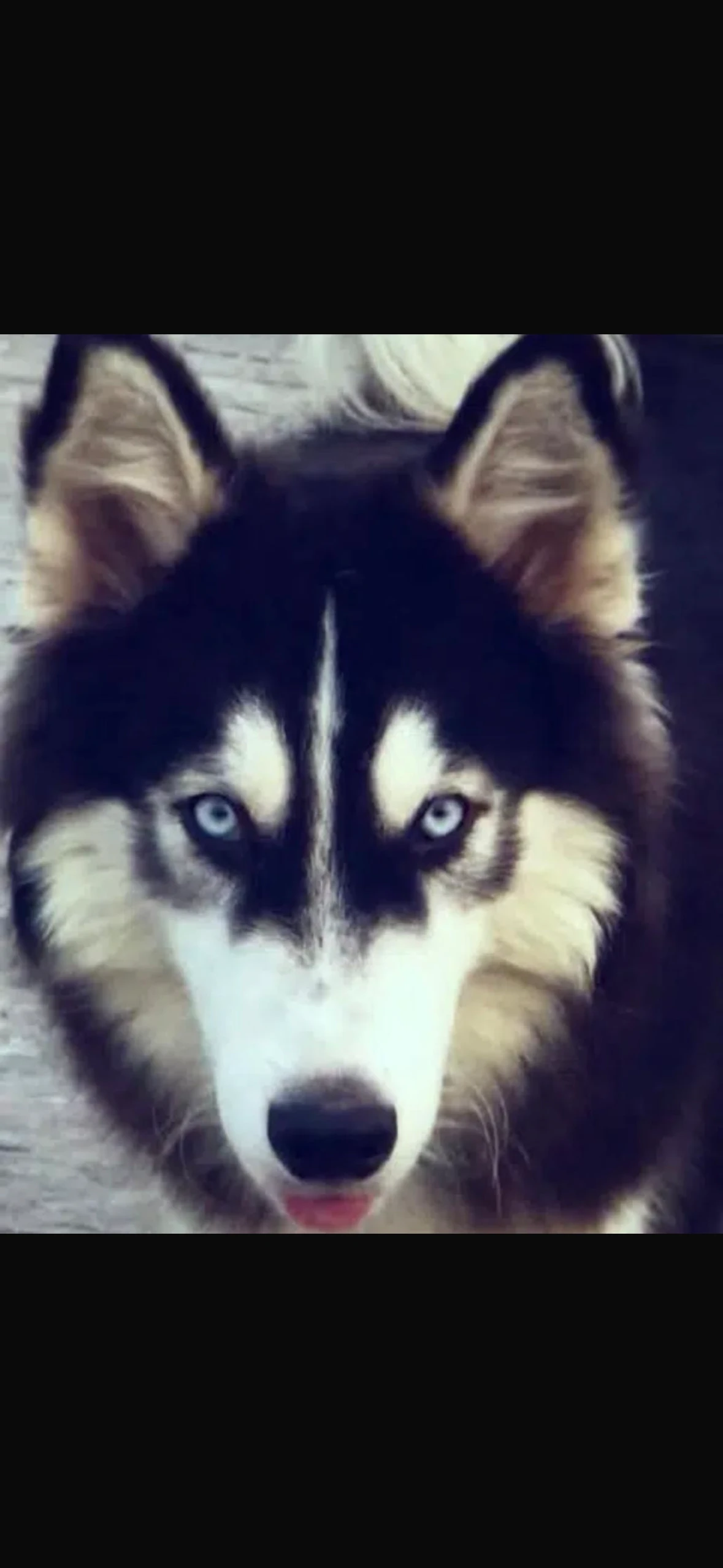 Husky pair-Image 4
