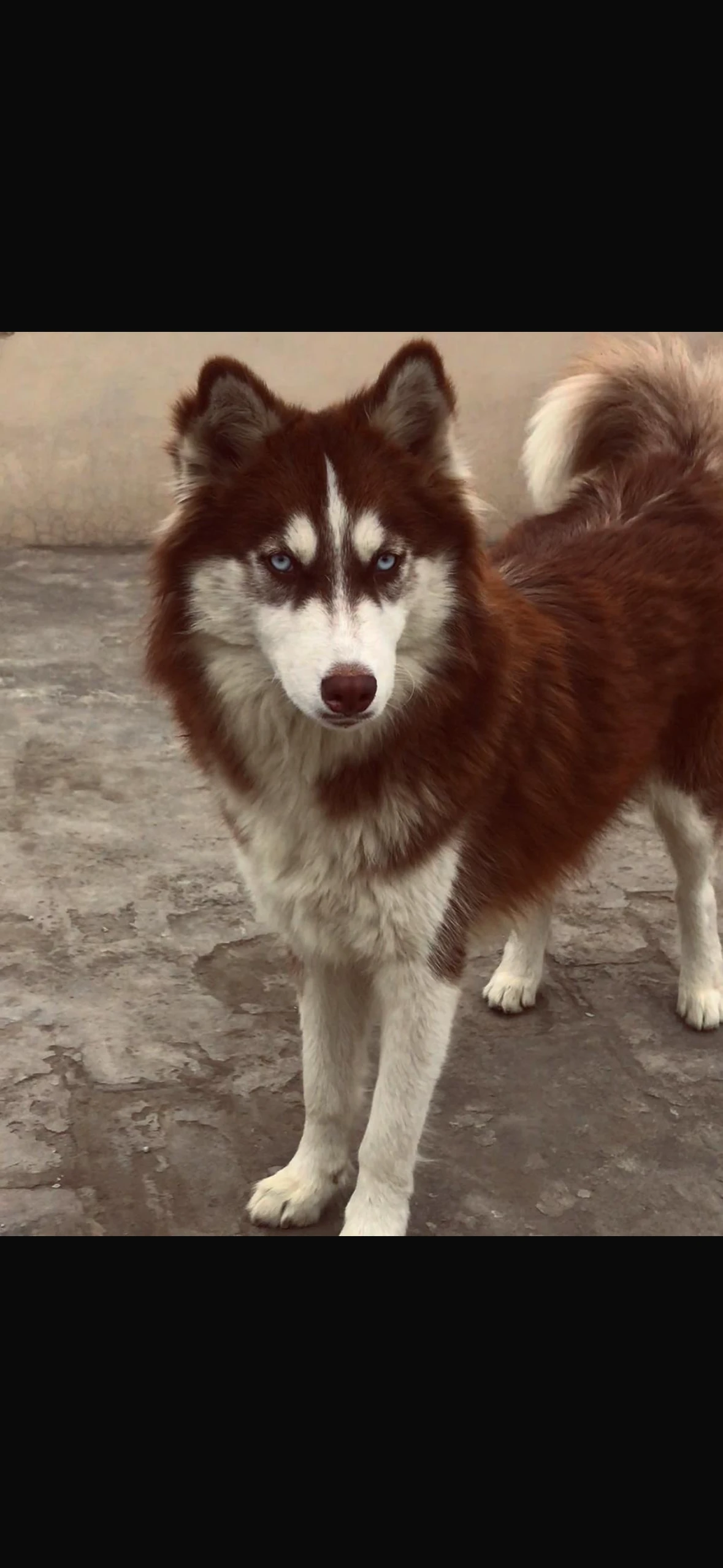Husky pair-Image 5
