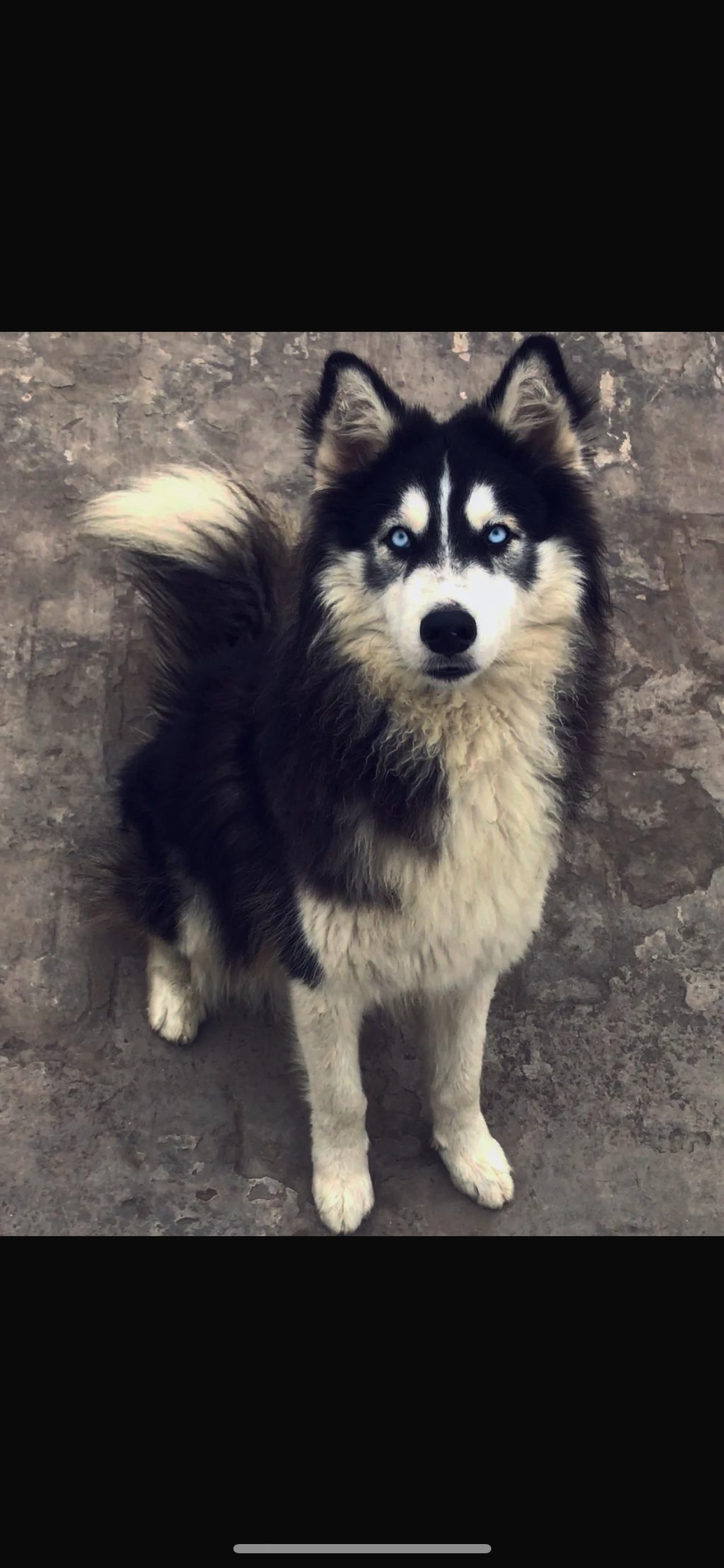 Husky