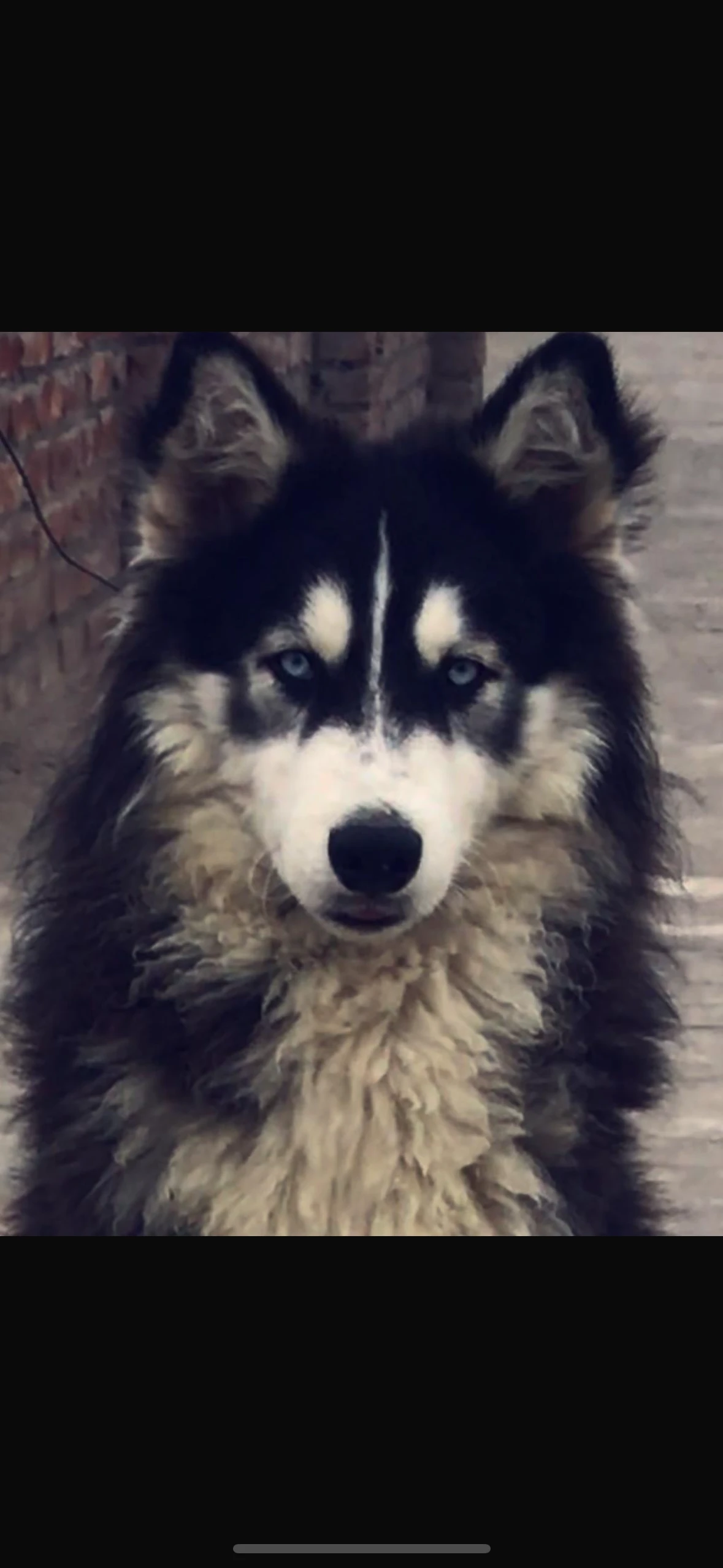 Husky