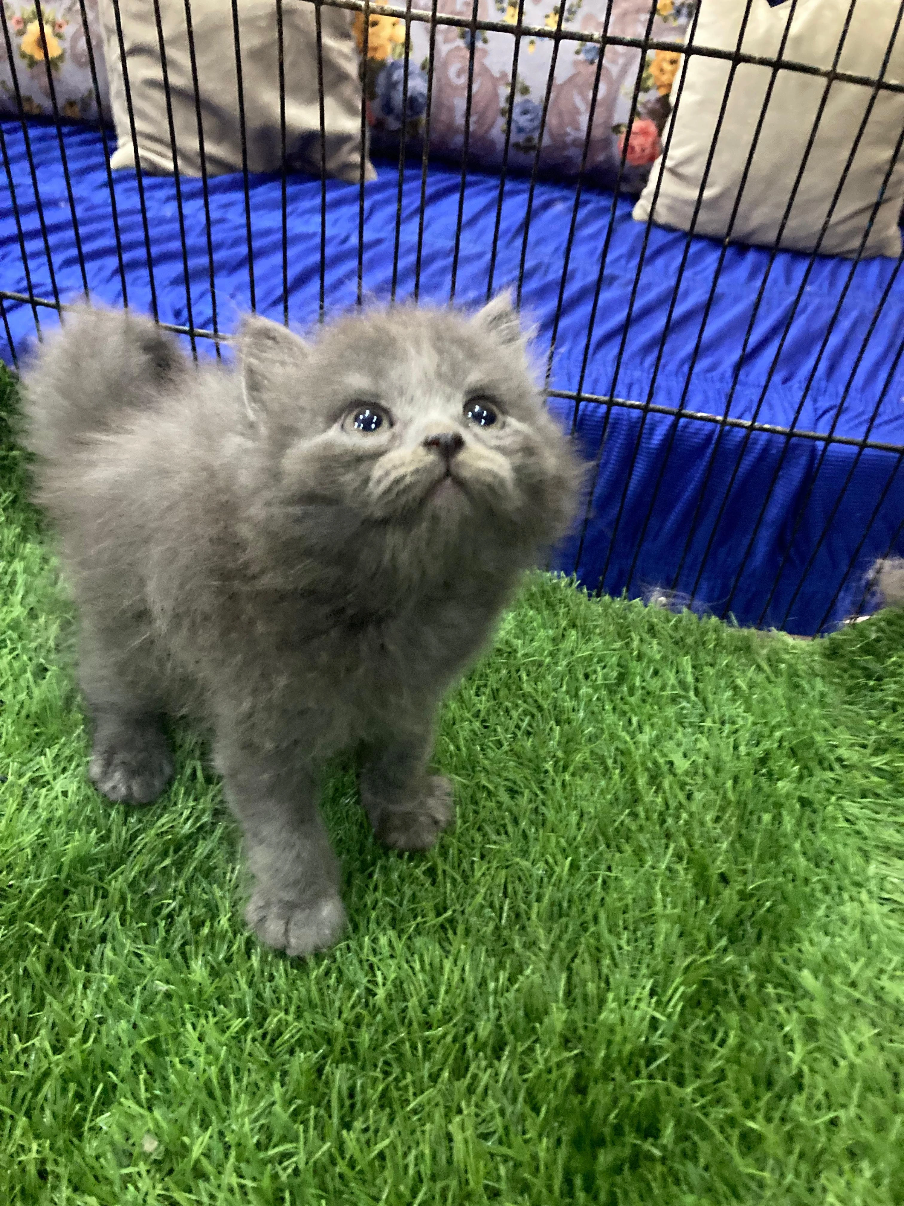 Cute Kitten for sale