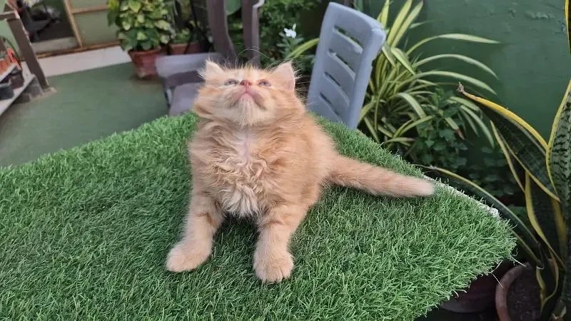 Ginger Fluffy Pure Persian kitten