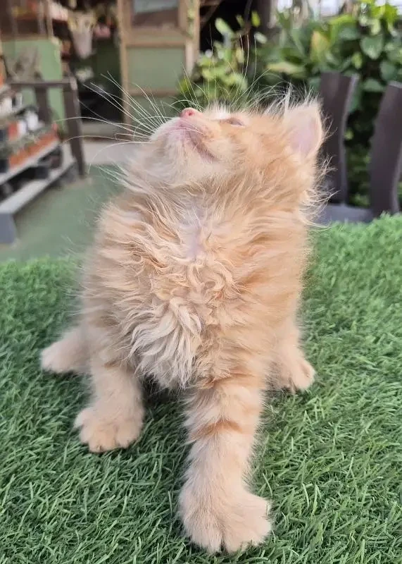 Ginger Fluffy Pure Persian kitten