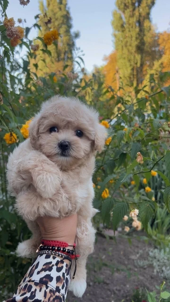 Looking for Maltipoo puppies
