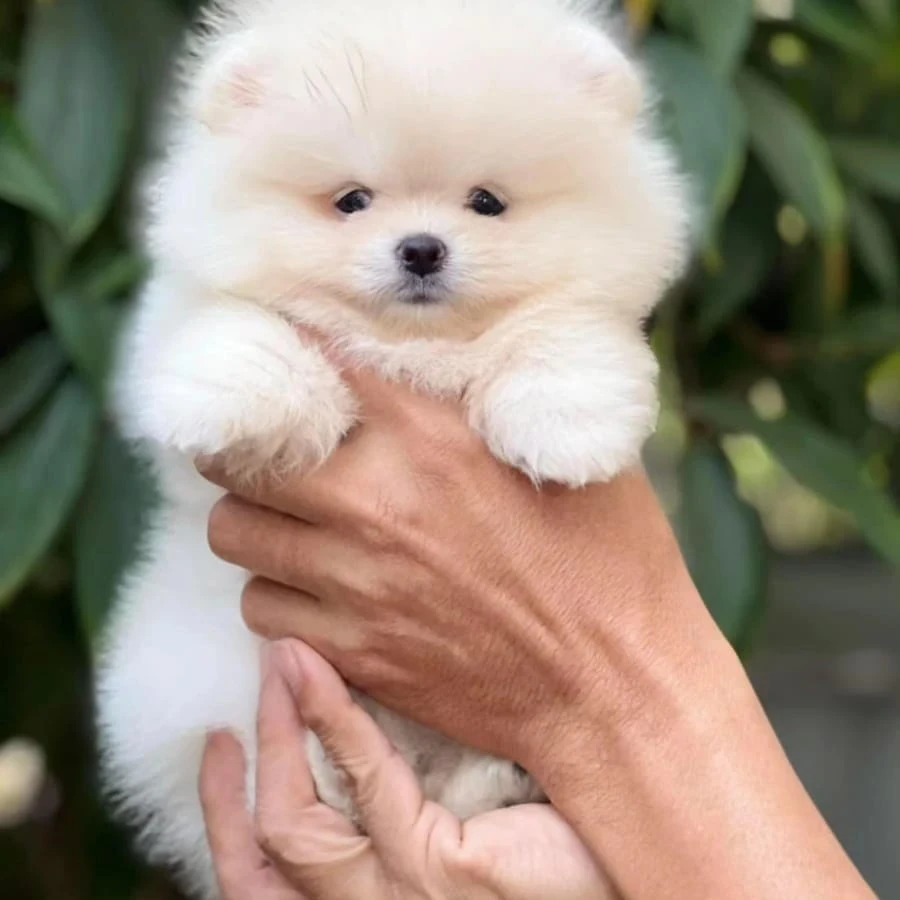 Wanted Pomeranian puppies