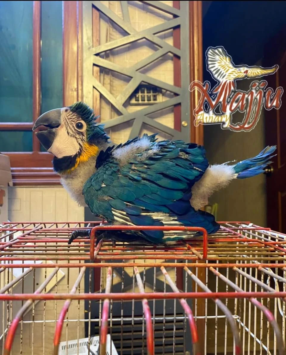 Blue and gold macaw parrot for sale-Image 1