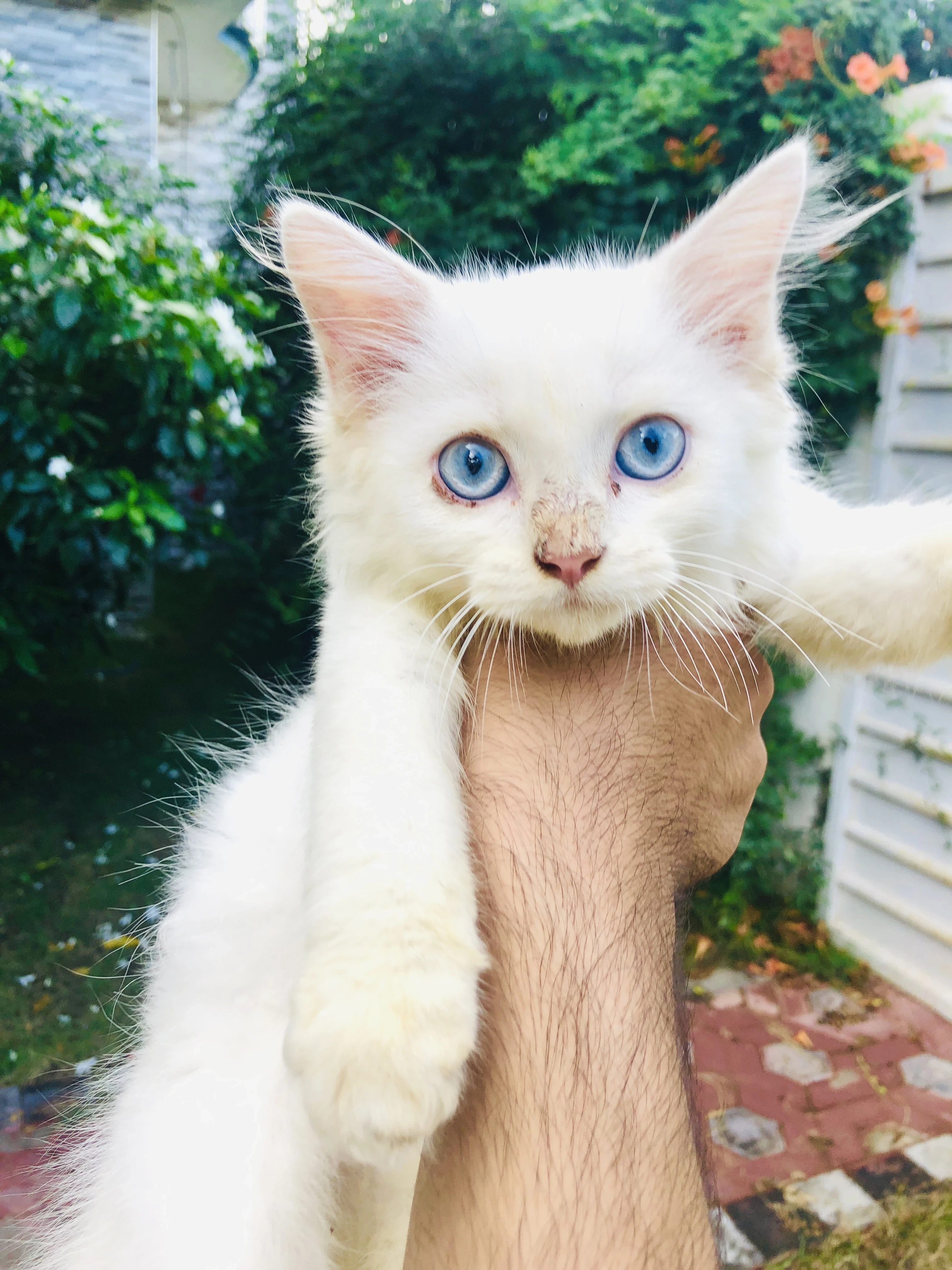 Pure white persian male kitten
